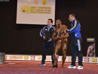 49th_asian_bodybuilding_and_physique_championships_in_tashkent_2015_day-5st_finals_and_farewell_party_04_oct_00890